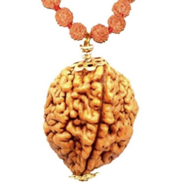 2 Faced Original Nepali Abhimantrit Rudraksha (With Silver Capping)